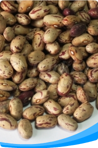 Kidney Bean