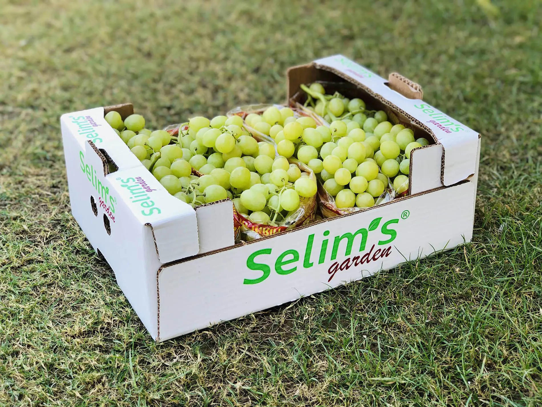 Grape