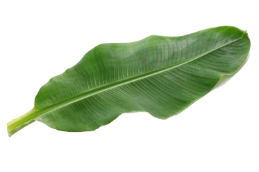 Banana Leaves