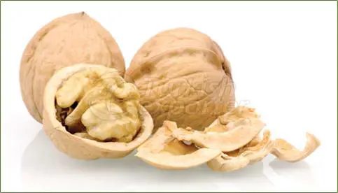 Walnut