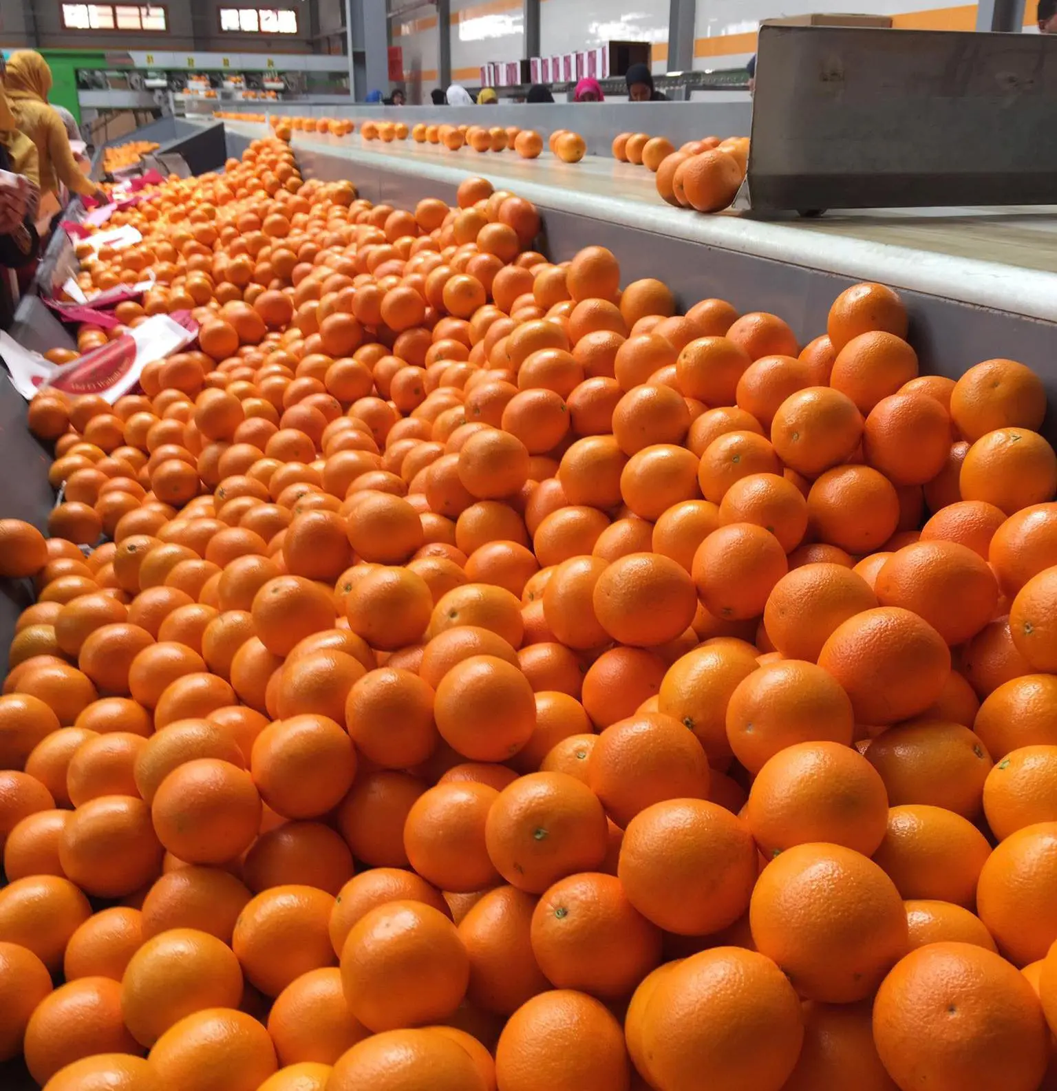 Oranges